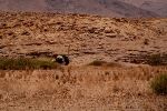 Desert Ultra Namibia 2013_MP_031.jpg