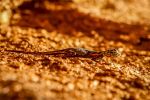 Desert Ultra Namibia 2013_MP_067.jpg