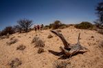 Desert Ultra Namibia 2013_MP_204.jpg