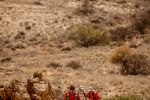 Desert Ultra Namibia 2013_MP_244.jpg