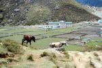 EverestMarathon_klein_509.jpg