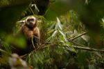 Jungle Ultra, Peru_125.jpg