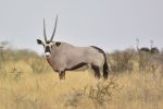 MicheleUfer_Kalahari_035.JPG