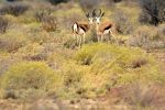 MicheleUfer_Kalahari_041.JPG