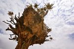 MicheleUfer_Kalahari_042.JPG