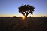 MicheleUfer_Kalahari_104.JPG