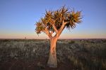 MicheleUfer_Kalahari_105.JPG