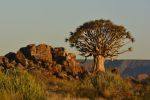 MicheleUfer_Kalahari_106.JPG