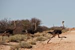 MicheleUfer_Kalahari_121.JPG