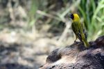 MicheleUfer_Kalahari_131.JPG